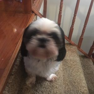 Meet your Posher, Valetina